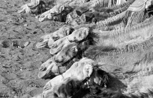 یگان «پلیس شترسوار» در اردن؛ 90 سال قبل + تصویر