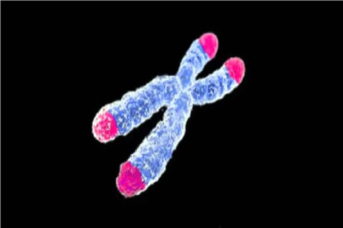 کشف اسرار پیری انسان با استفاده از موشها
