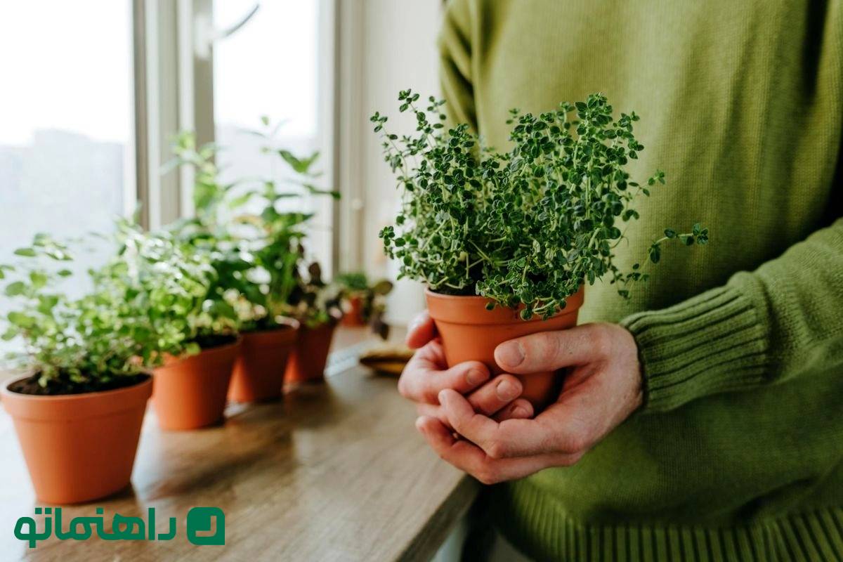 گیاهی که نمیدانستید شانس شغلی و مالیتان را چند برابر میکند