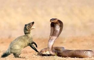 درس عبرت بزرگ خدنگ به مار کبرای غول پیکر + ویدئو