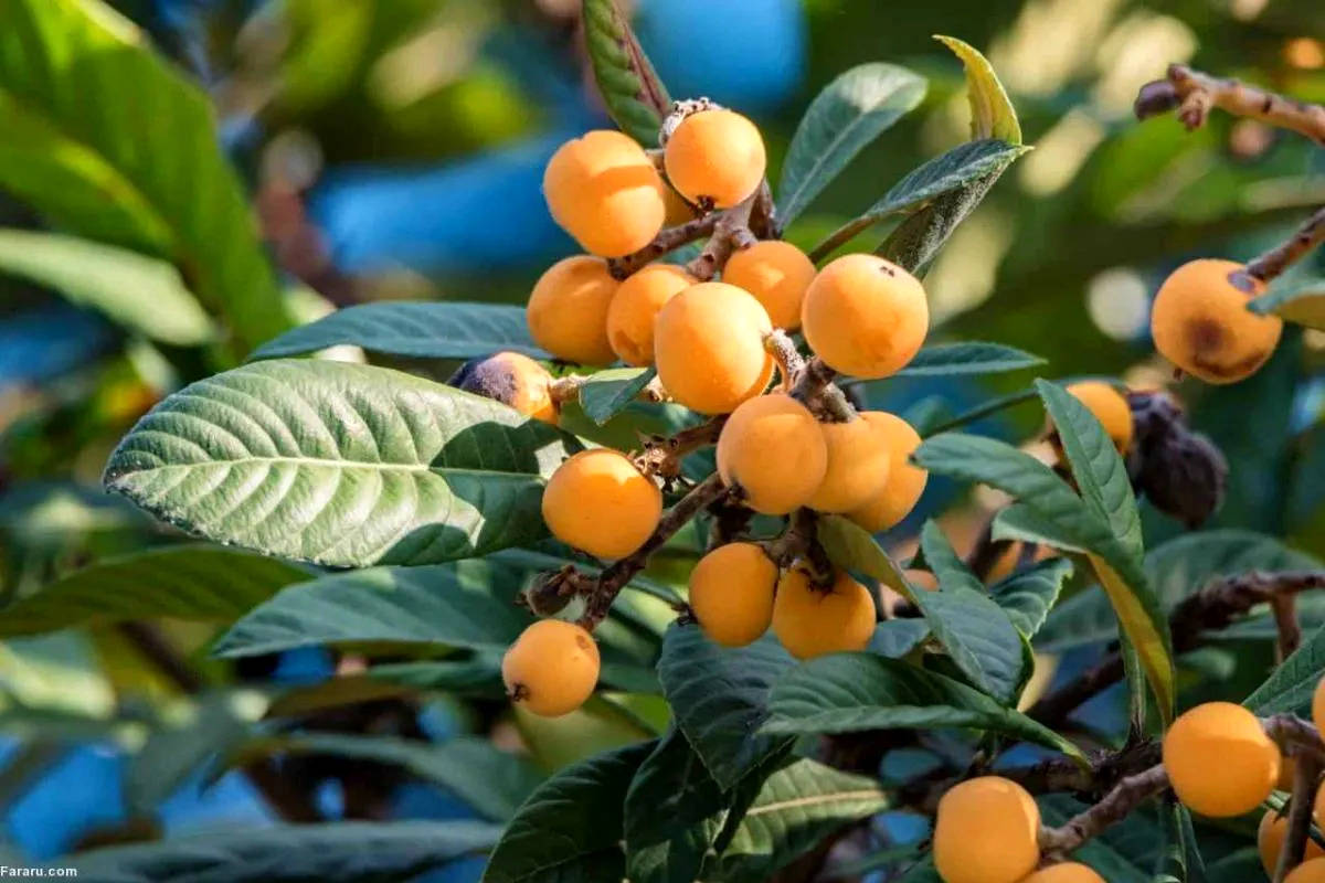راهنمای کامل کاشت، تکثیر و نگهداری ازگیل در گلدان