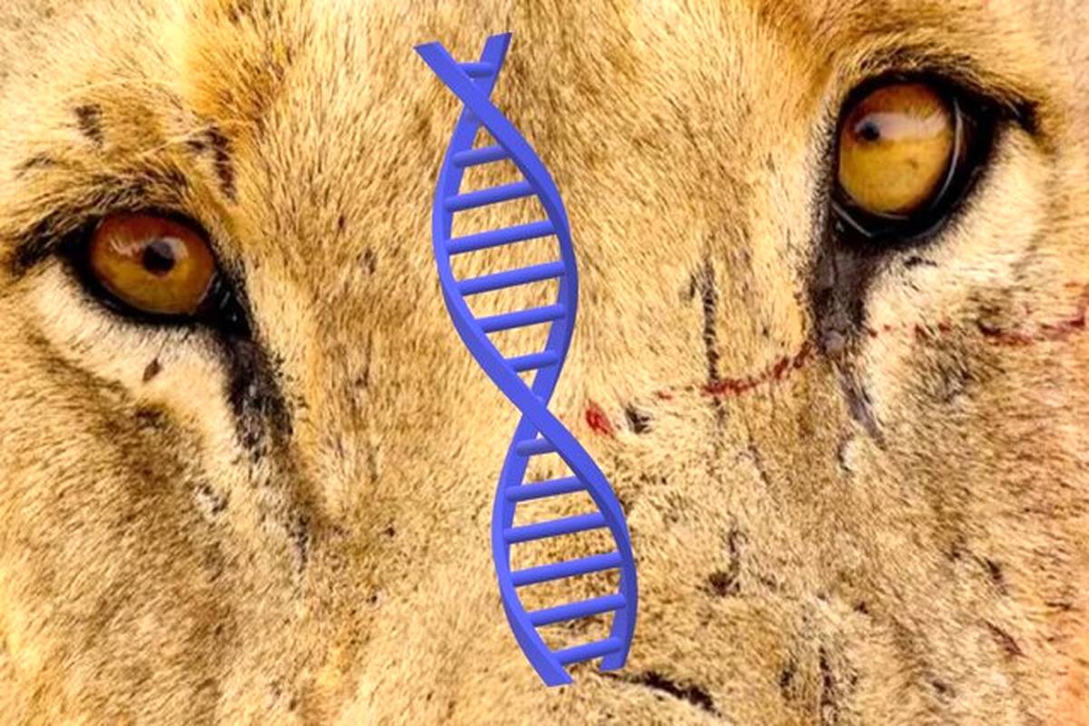 اسراری که با بررسی «DNA» شیرهای انسانخوار فاش شد