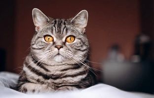 اتفاق عجیب برای یک گربه در گرجستان! + ویدئو
