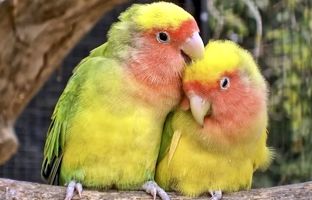  13 حقیقت جالب دربارۀ پرنده‌ای که به نماد «عشق» تبدیل شده است 