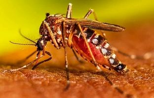 پشه آئدس و تب دنگی در این منطقه؛ به این شهر سفر نکنید!