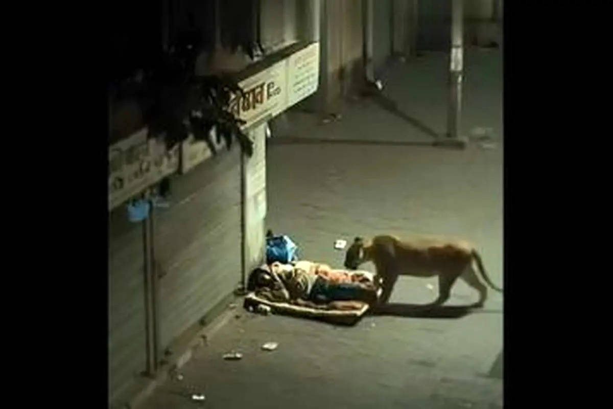 لحظه عجیب برخورد شیر با یک مرد کارتن‌خواب + ویدئو 