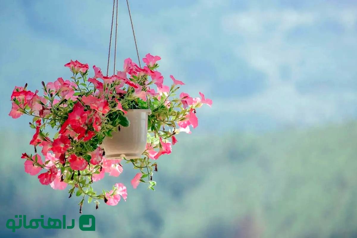 دکوراسیون سبز: 8 گل زمستانی که خانهتان را گرم میکنند