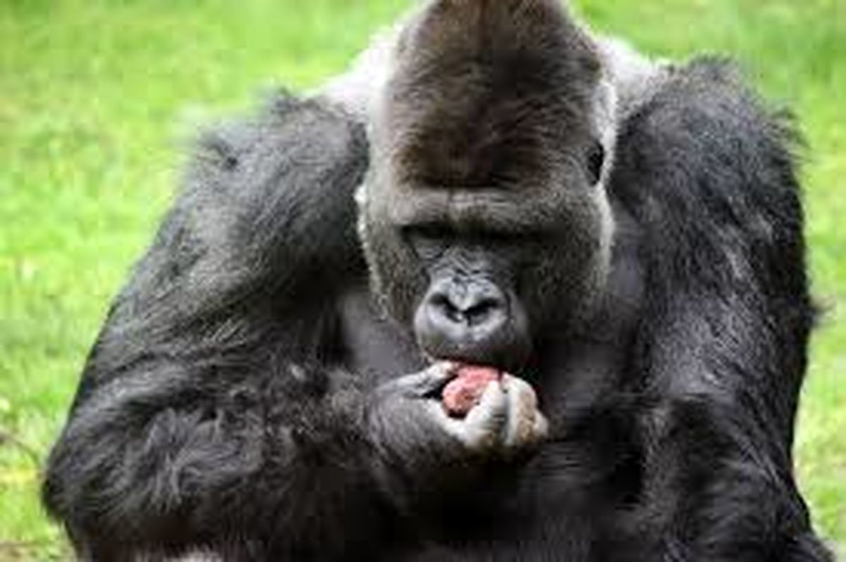 شامپانزه‌ها هم با خوردن میوه‌های الکلی مست می‌کنند! +ویدئو
