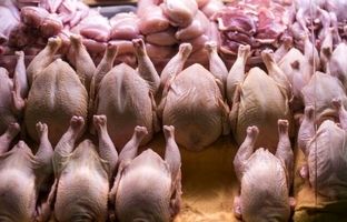 قیمت گوشت مرغ، امروز سه شنبه ۱۰ مهر ۱۴۰۳