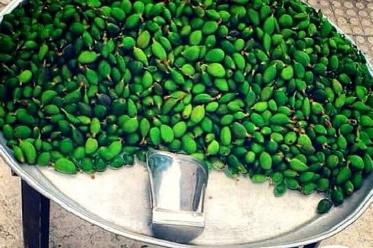 خطر مسمومیت با نوبرانه‌ بهار؛ مراقب مصرف این نوع چغاله‌ها باشید