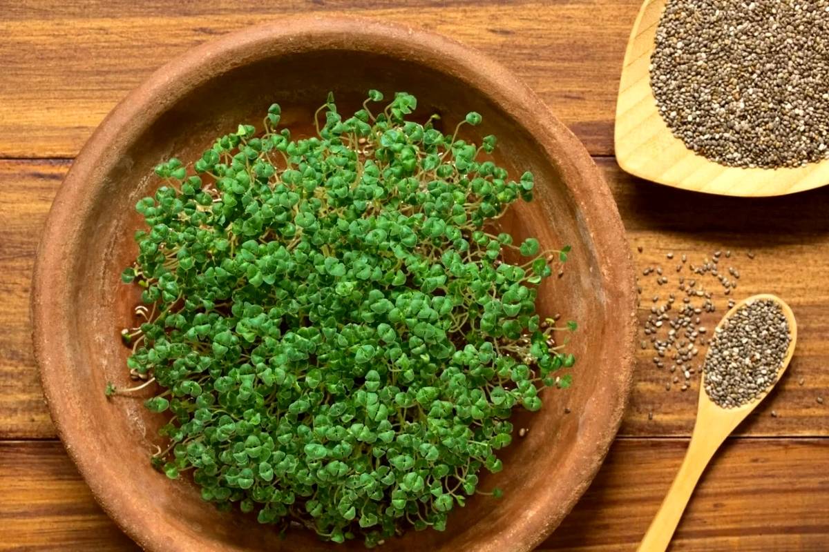 آموزش کاشت سبزه دانه چیا برای عید
