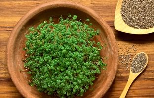 آموزش کاشت سبزه دانه چیا برای عید