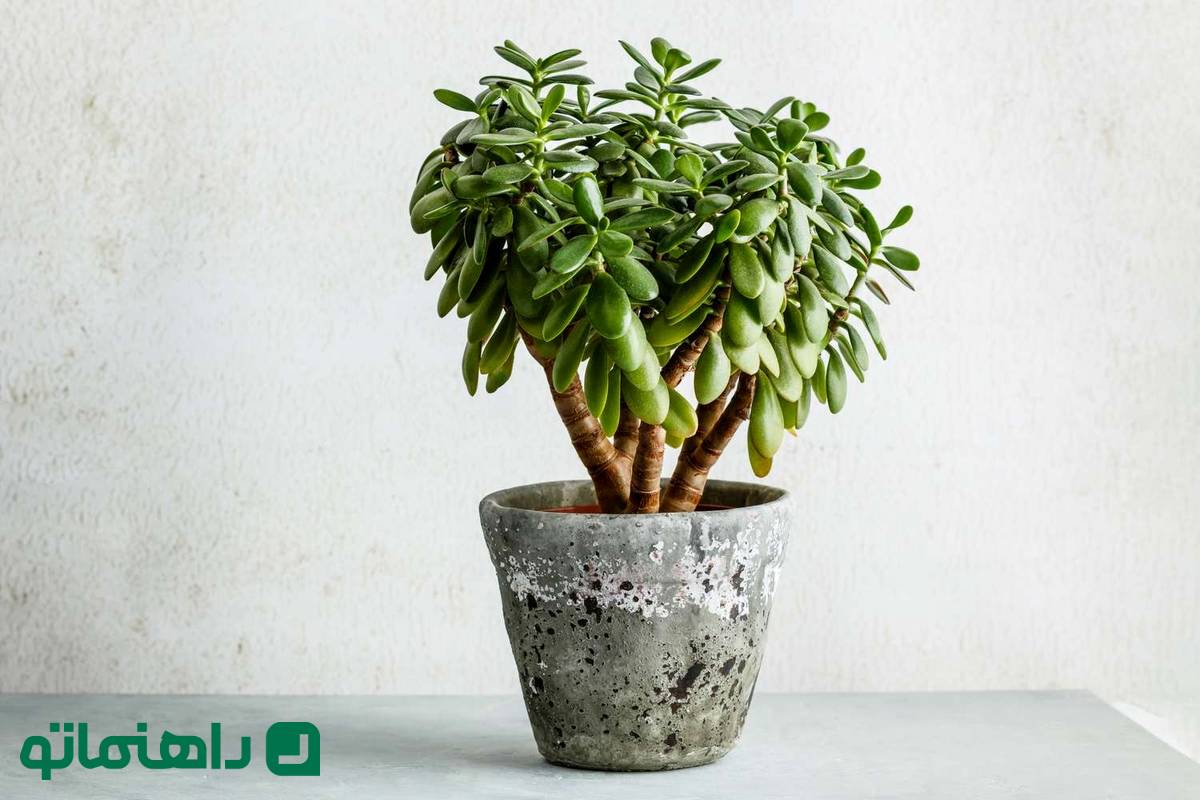 صدای گیاه آپارتمانی در زمستان؛ نکات زمستانی برای مراقبت از گیاه یشم