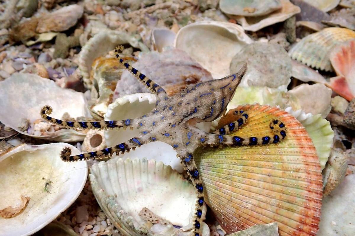 اختاپوسهای قاتل؛ چرا نرها برای جفتگیری، مادهها را مسموم میکنند؟