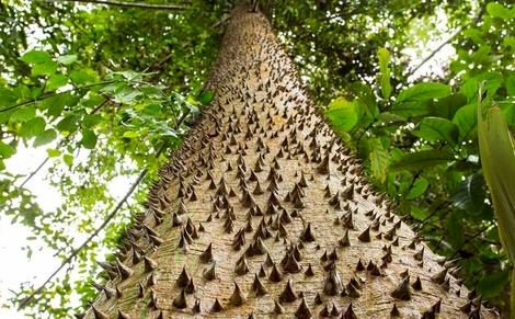 (تصویر) درخت جعبه شنی؛ به این درخت مرگبار نزدیک نشوید میوه‌های آن بعد از رسیدن مثل «بمب» منفجر می‌شوند!