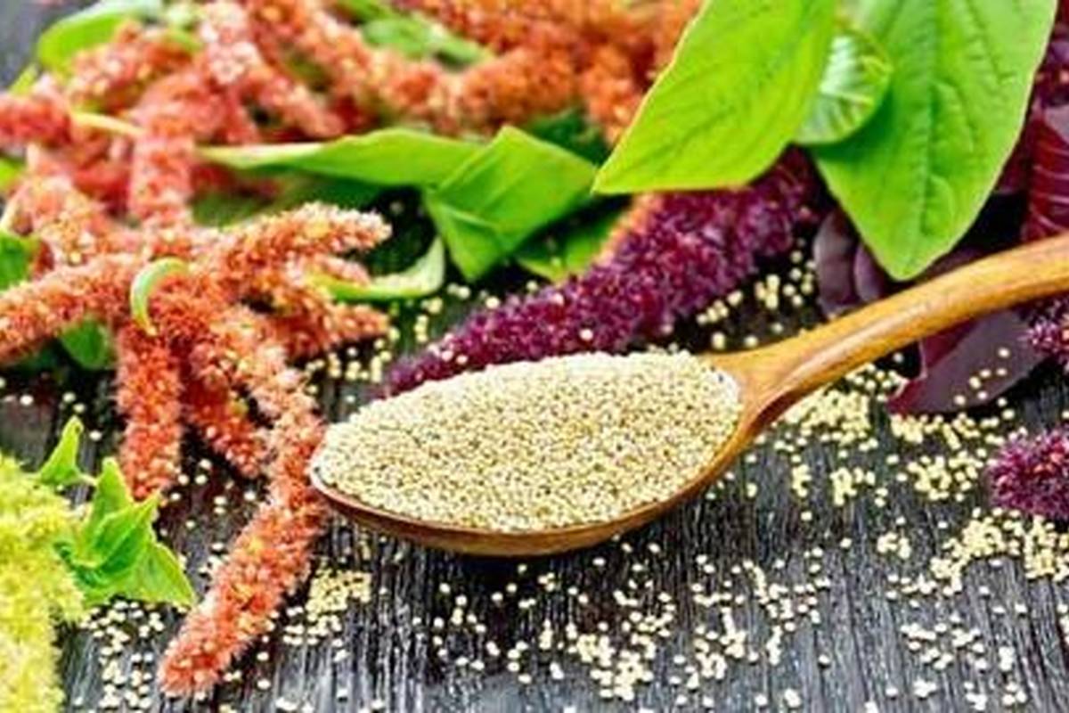 تاج خروس؛ همهچیز درباره این غله پرخاصیت بدون گلوتن