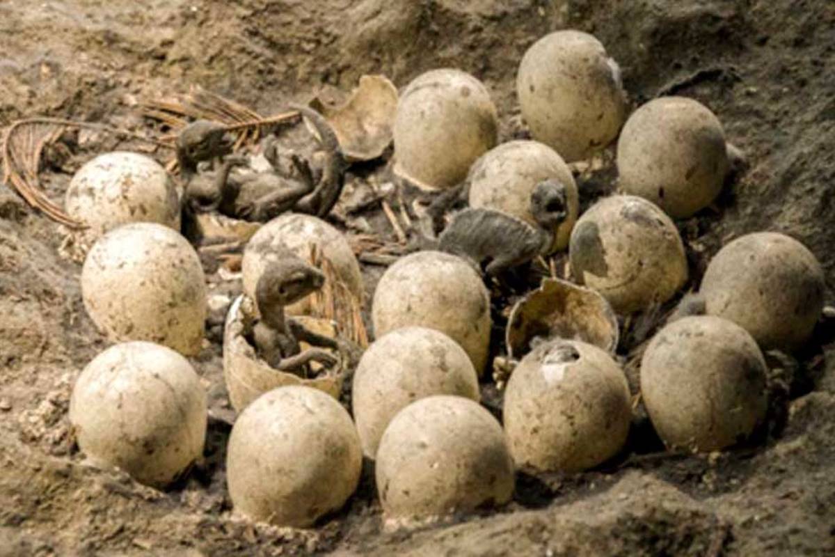 بزرگترین محلِ جوجهکشی دایناسورهای غولآسا در جهان کشف شد