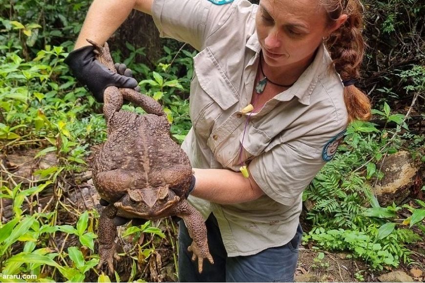 (ویدئو) کشف بزرگترین قورباعه جهان با حدود سه کیلو وزن