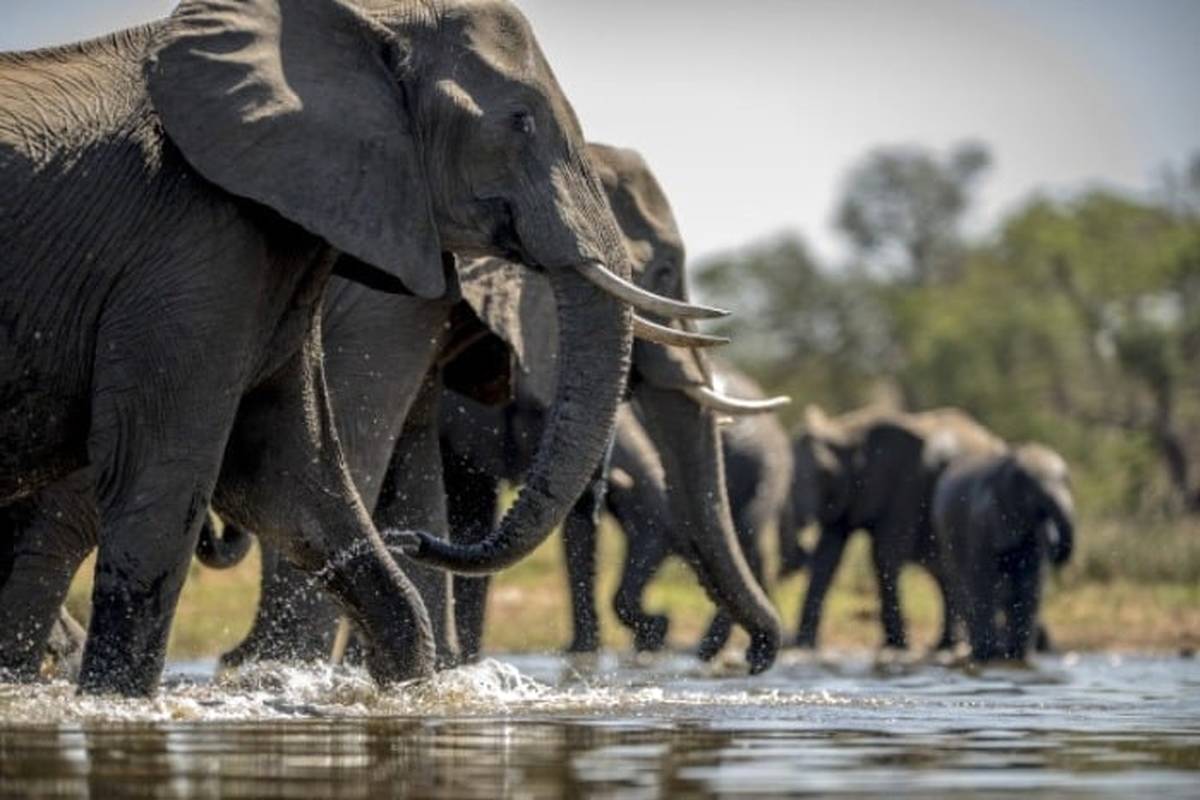 (ویدئو) فیل بی اعصاب آهو را از برکه بیرون کرد