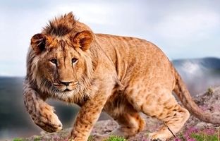 (تصاویر) شاید باور نکنید اما این حیوانات دورگه هستند