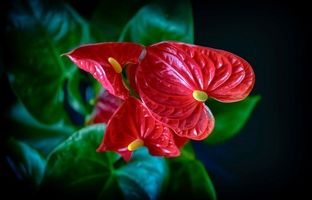 (تصاویر) با این گیاهان آپارتمانی حال و هوای منزلتان را پاییزی کنید!