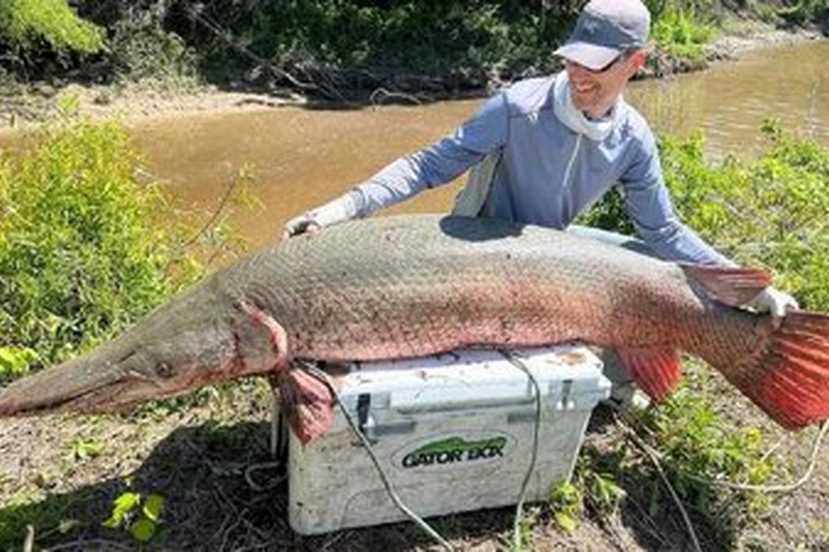(تصویر) شکار «ماهی تمساحی» که می‌تواند دو رکورد جهانی را بشکند