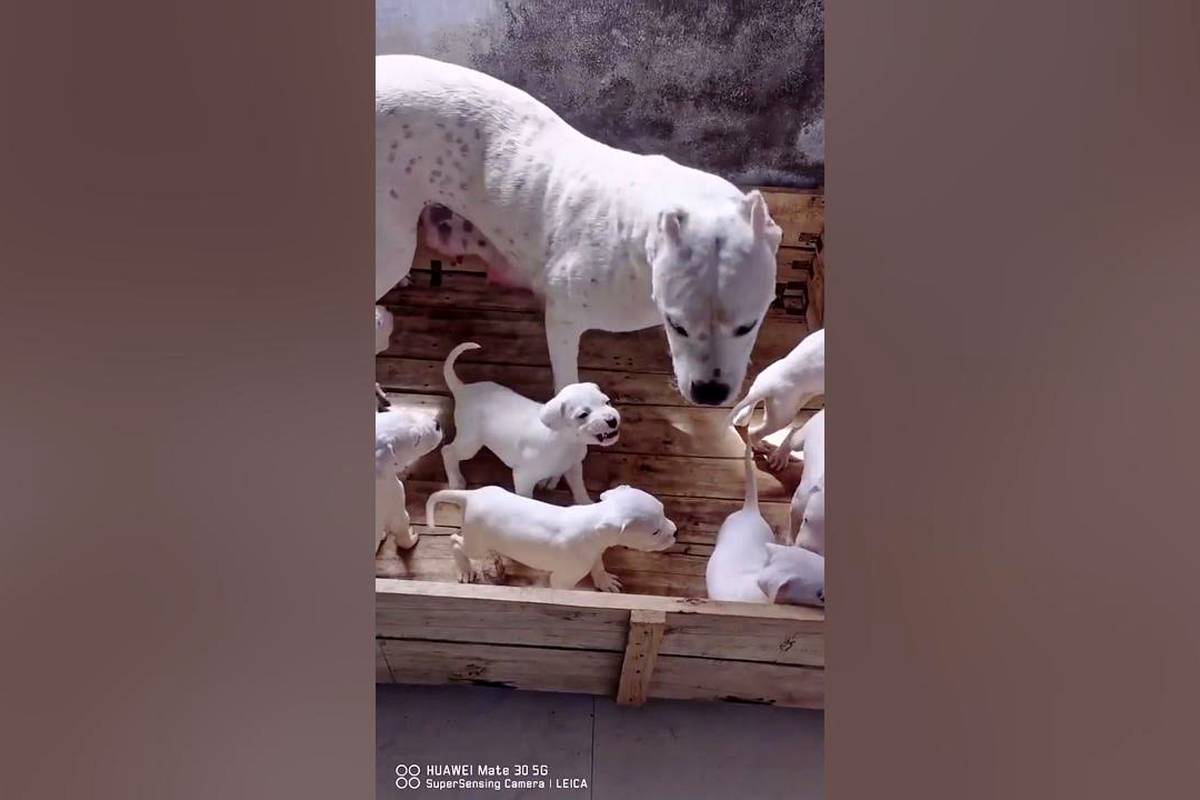 (ویدئو) دردسر خنده دار سگ مادر با دعوای 10 توله تازه به دنیا آمده!