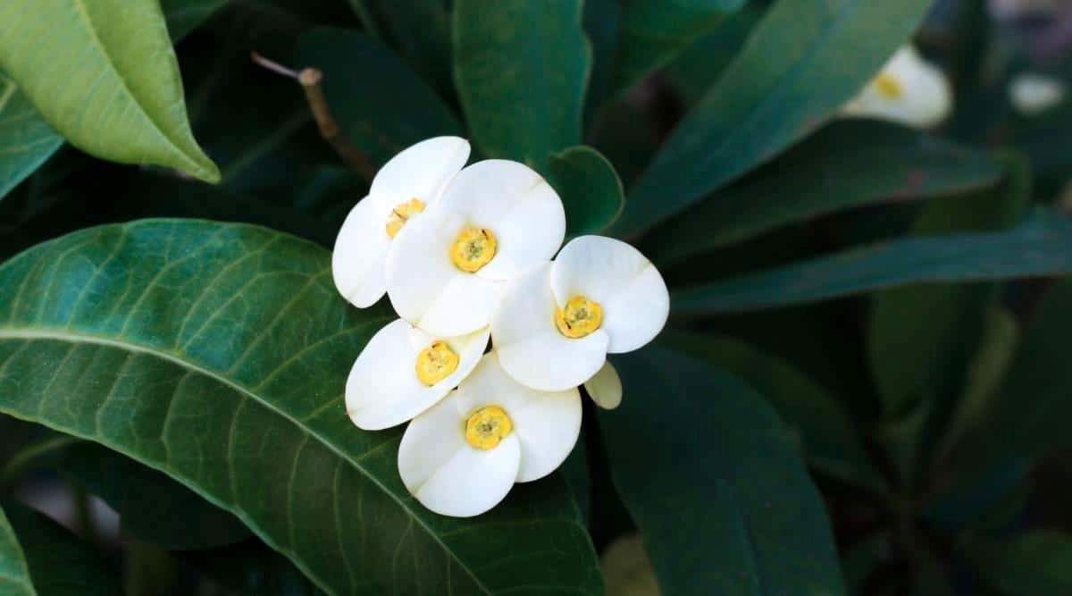 زیباترین گل های آپارتمانی سفید که بهار را به خانه می آورند!