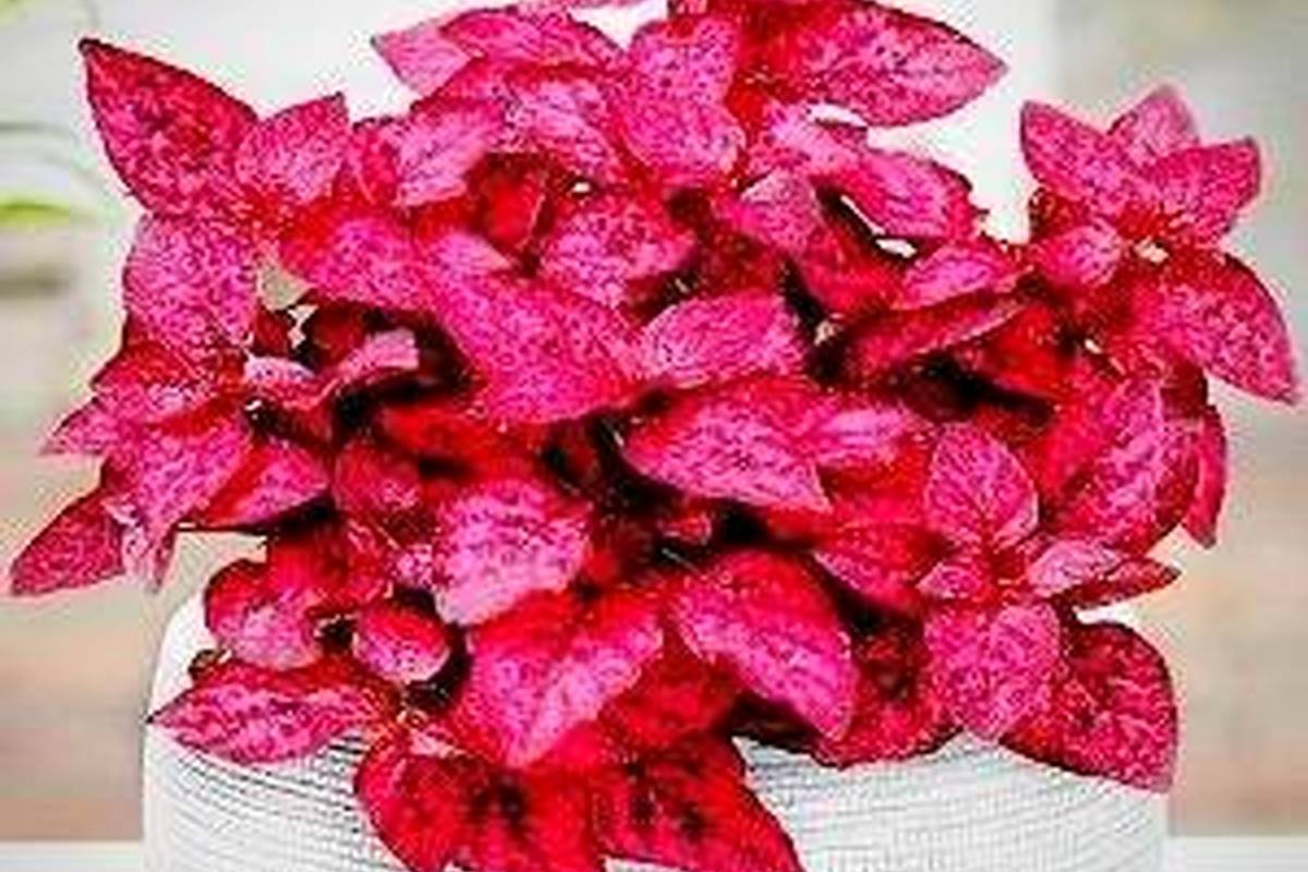 روش مراقبت و پرورش گیاه هیپوستس یا گل سنگ خال صورتی