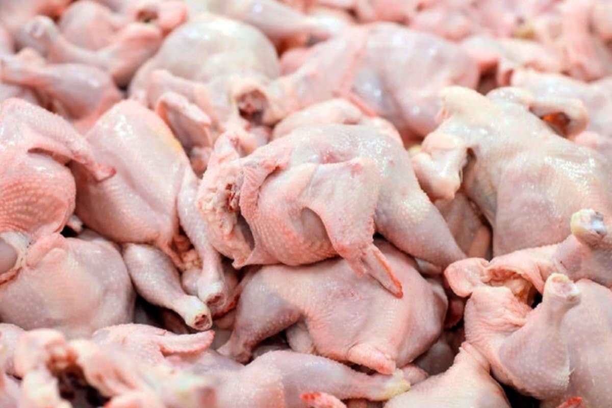 قیمت گوشت مرغ، امروز سه شنبه 12 دی ۱۴۰۲