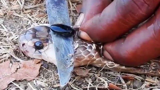 خواص شگفت‌انگیز و ناشناخته مهره مار + بررسی خرافات و واقعیت!