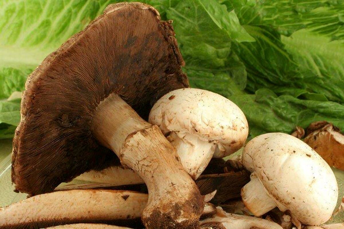 شیوع مسمومیتهای قارچ در کشور