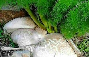 کدام قارچ های موجود در طبیعت خطرناک و سمی هستند؟