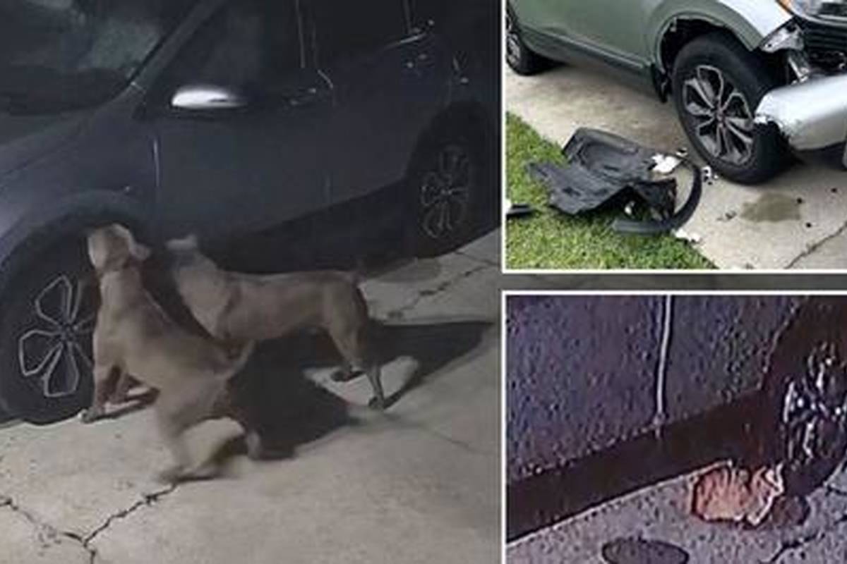 (ویدئو) سگ ها به خاطر گربه یک ماشین را نابود کردند‌