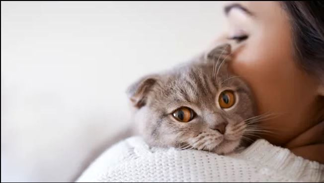 چرا گربه‌ها به ما «میو» می‌کنند؟