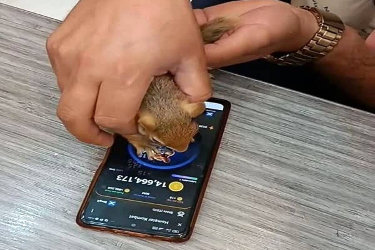 سقوط آزاد همستر/ زنگهای هشدار به صدا درآمد!