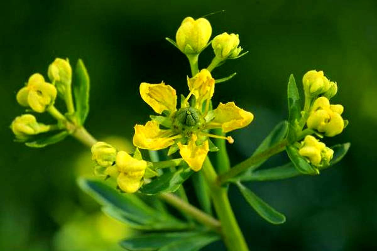گیاه سداب چیست و چه خواصی دارد ؟