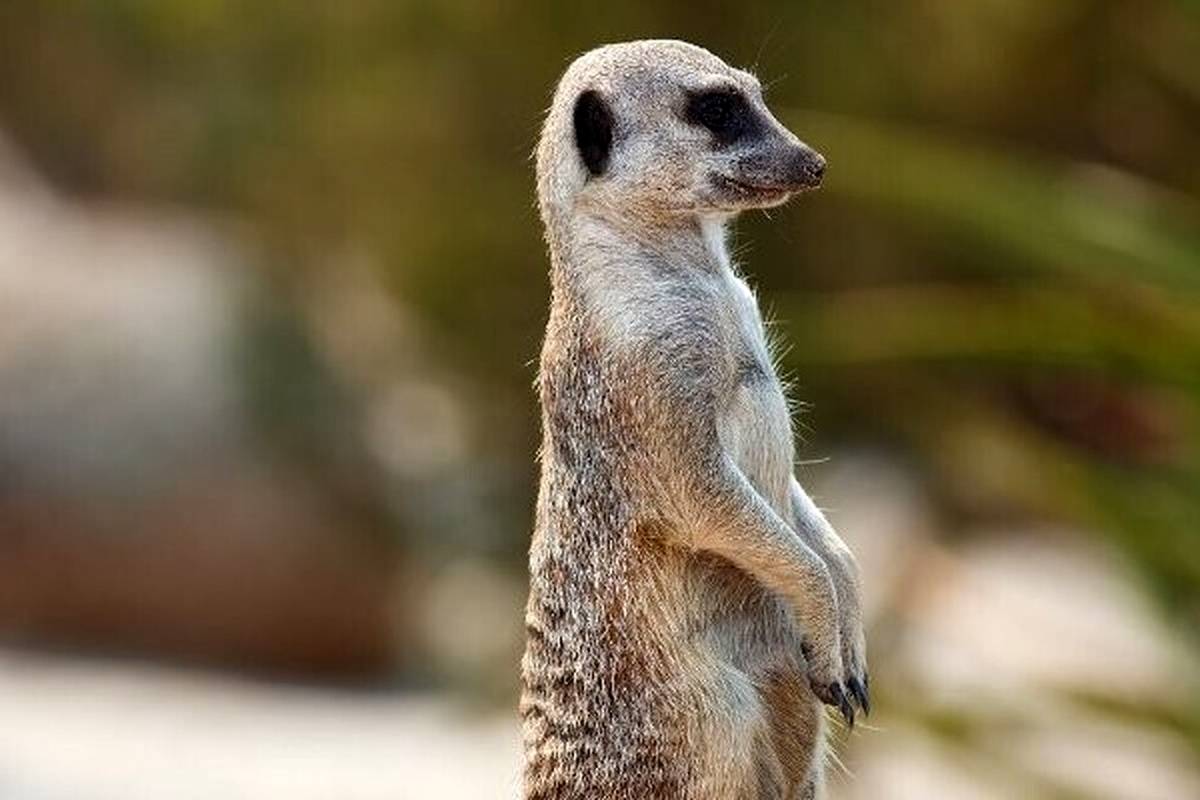 مرگومیرهای پیدرپی حیوانات در باغ وحش ارم