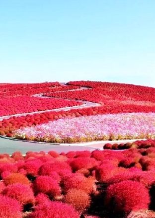 پارک ساحلی هیتاچی ژاپن؛ رویایی‌ترین پارک ساحلی جهان + ویدئو