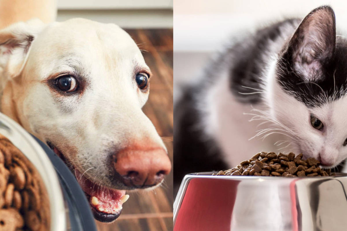 مواد تشکیلدهنده غذای حیوانات خانگی؛ غذای تر برای سگ و گربه بهتر است یا خشک؟