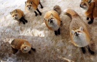  تجمع عجیب گله روباه مقابل یک خانه + ویدئو