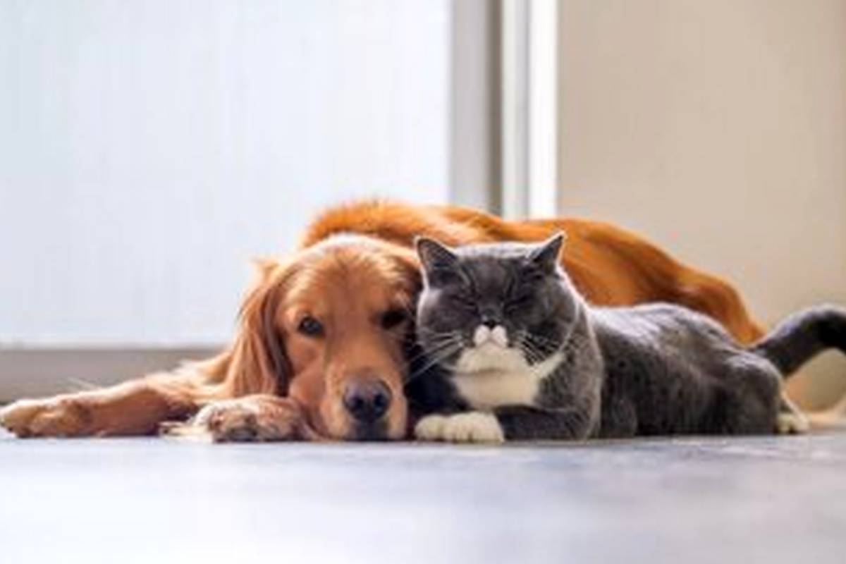 در ذهن سگ و گربه چه می‌گذرد؟