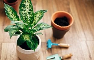 گیاه دیفن باخیا چگونه گیاهی است و چطور از آن مراقبت کنیم؟