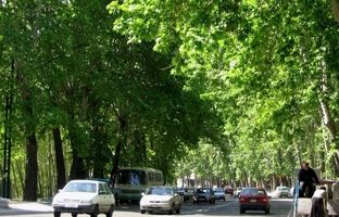 تهران قدیم؛ «خیابان تاریخی ولیعصر با چنارهای دیدنی»؛ سال 1326 + تصویر