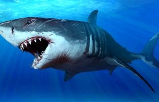 چرا کوسه‌ ها سوراخ بینی دارند ولی شش ندارند؟