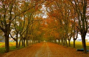 جاهای دیدنی ساری؛ دریاچه، آبشار و خاص‌ترین حیات وحش ایران در فصل برگریزان
