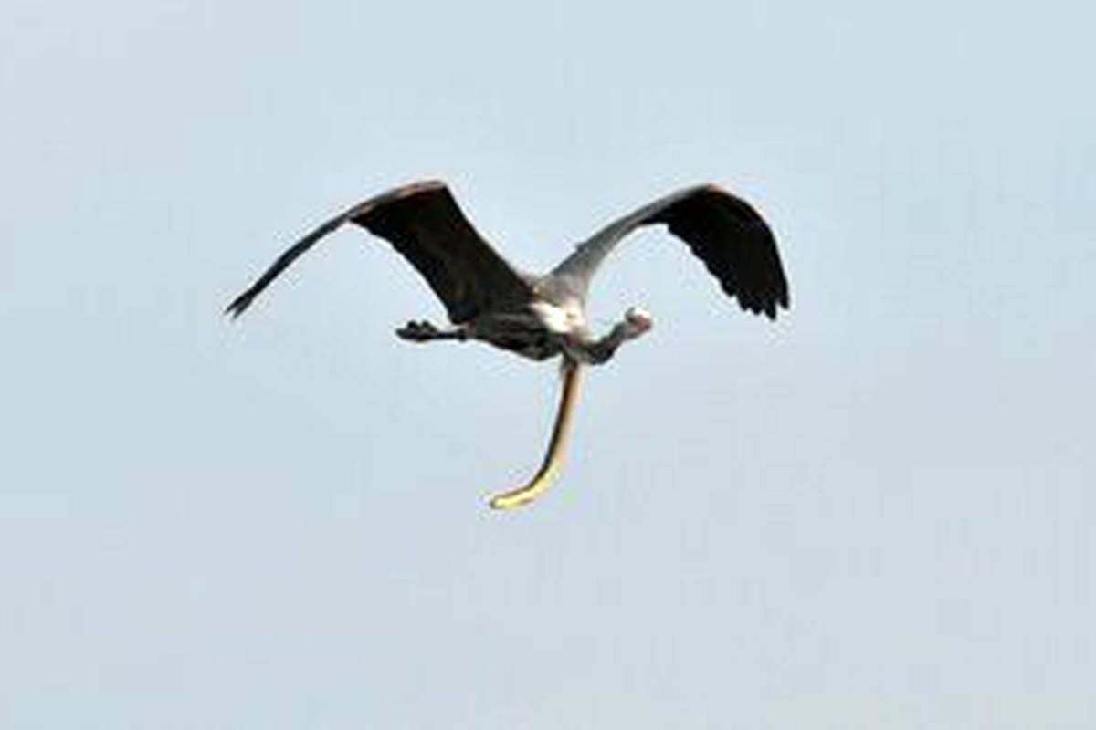 شکار گلوی پرنده شکارچی را درید و از شکمش بیرون آمد! + عکس