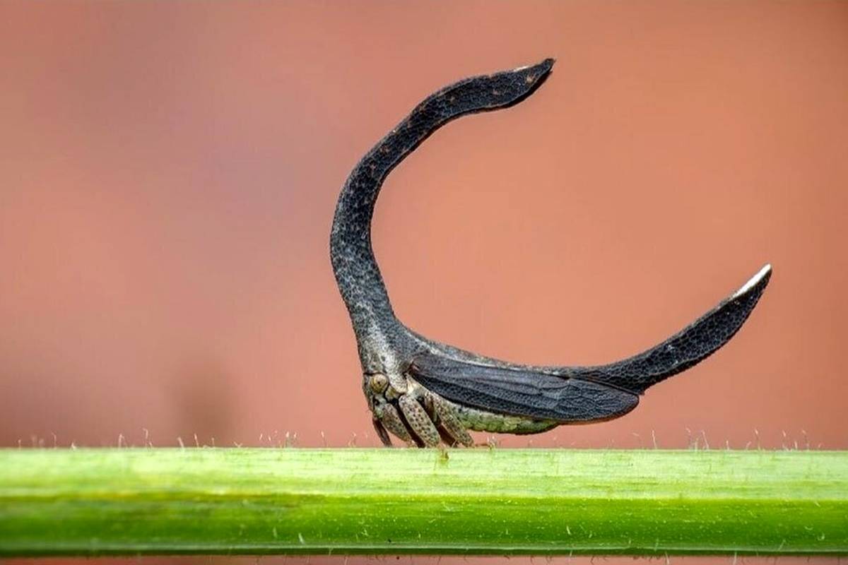 (تصاویر) کلادونوتا؛ احتمالا عجیب‌ترین حشره‌ای که دیده‌اید!