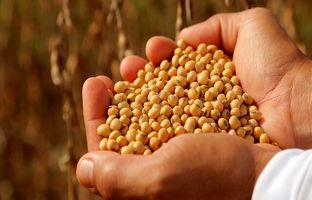 دانه‌های سویا هوشمند می‌شوند