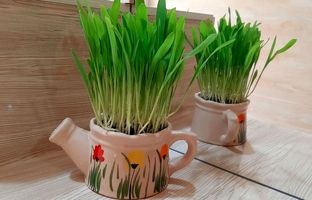 یک ایده خلاقانه برای کاشت «سبزه عید» با «ذرت» + ویدئو